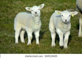 Cordero Lechal (mamon 45 dias)