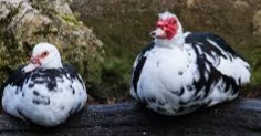 Pato Muscovy  o Pato mudo  (Aves de corral)