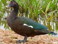 Pato Muscovy o Pato mudo (Aves de corral) - Imagen 4